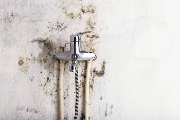 Best Insurance-Related Mold Remediation in Comstock Park, MI