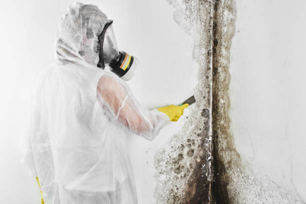 Best Industrial Mold Remediation in Comstock Park, MI