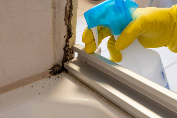 Best Emergency Mold Remediation in Comstock Park, MI