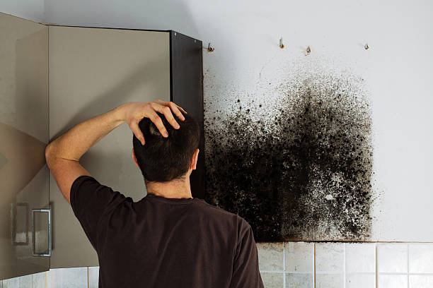Best HVAC Mold Remediation in Comstock Park, MI