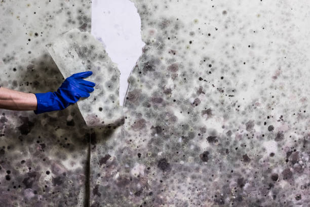 Best Residential Mold Remediation in Comstock Park, MI