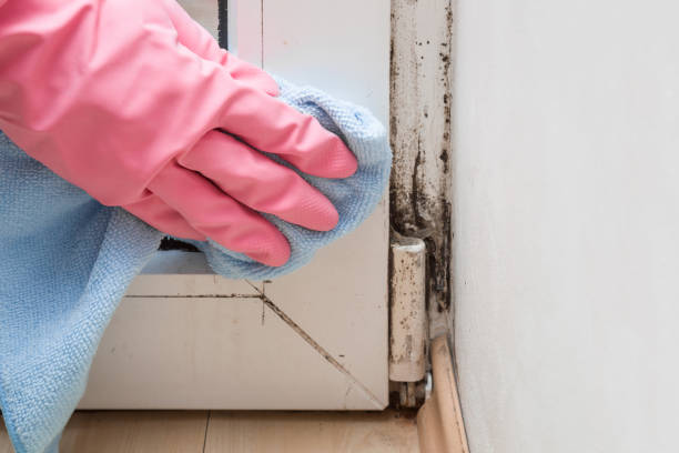 Best DIY Mold Remediation Support Services in Comstock Park, MI